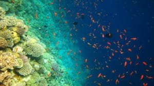 summer in Dahab 2025