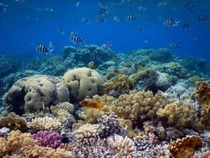 summer in Dahab 2025