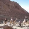 RAS ABU GALUM CAMEL SAFARI