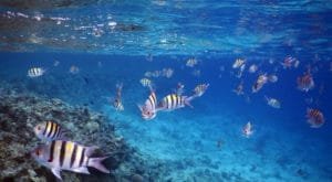 Sharm El Sheikh travel packages