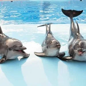 DOLPHIN SHOW