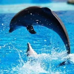 DOLPHIN SHOW