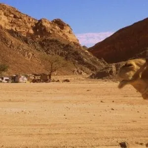 Safari en Jeep, 2 jours & 1 nuit