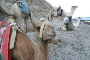 Safaris In Luxor - Dahab Safari Day Tours Safaris In Luxor
