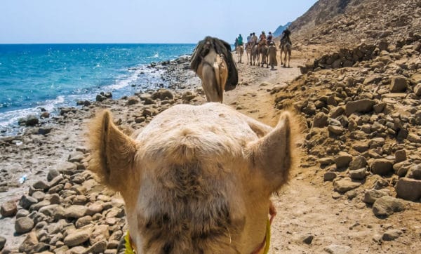 The 10 best safari trips in Sharm El Sheikh