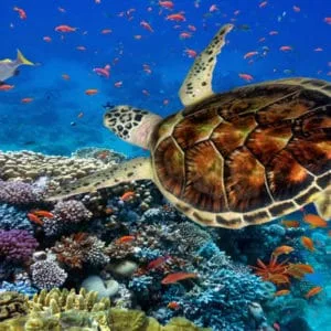 Dahab snorkeling from Sharm el Sheikh