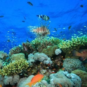 Uncharted Coral Gardens Dahab