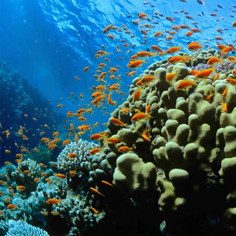 Ras Mohamed park snorkeling