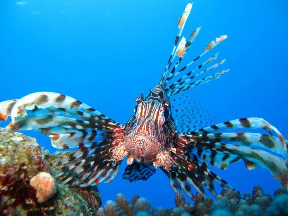Hurghada Day Trips For Snorkeling