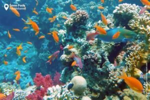 Blue Hole and Ras Abu Galum Trips | Dahab Adventure Tours 1 blue hole and Ras Abu Galum trips